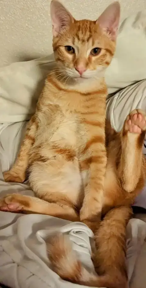 Cheddar