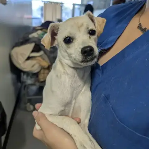 Chester
