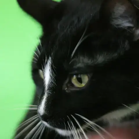 Wilson photo 4