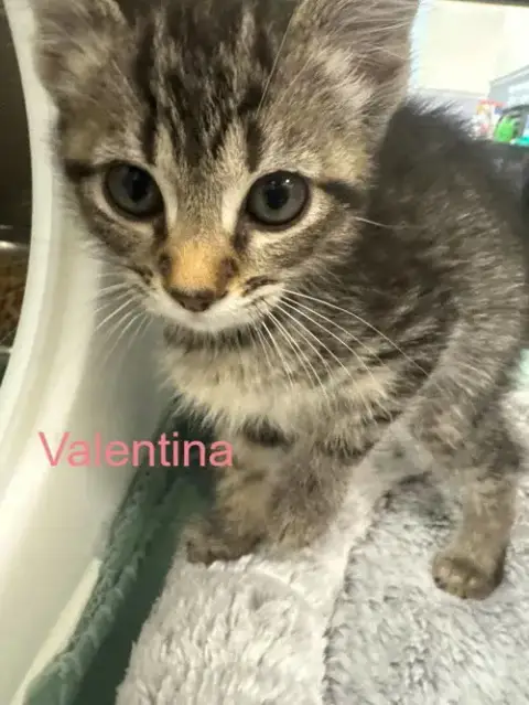 Valentina