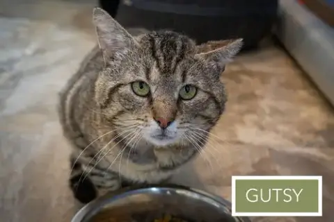 Gutsy photo 3