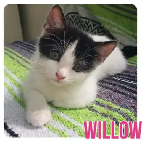 Willow photo 2