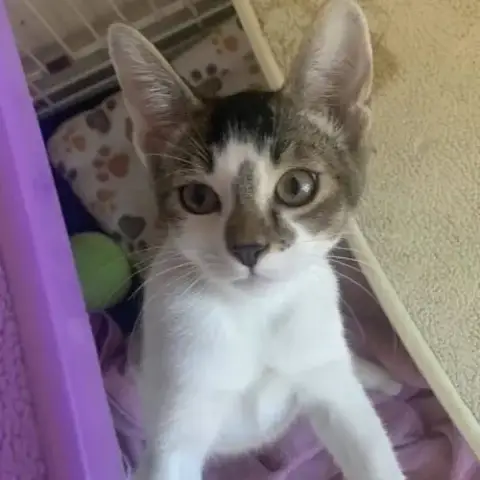 Dutchess photo 3