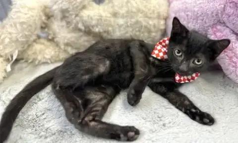Jiji photo 2