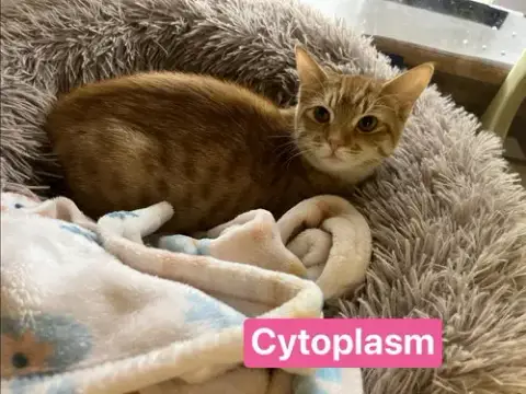 Cytoplasm photo 2