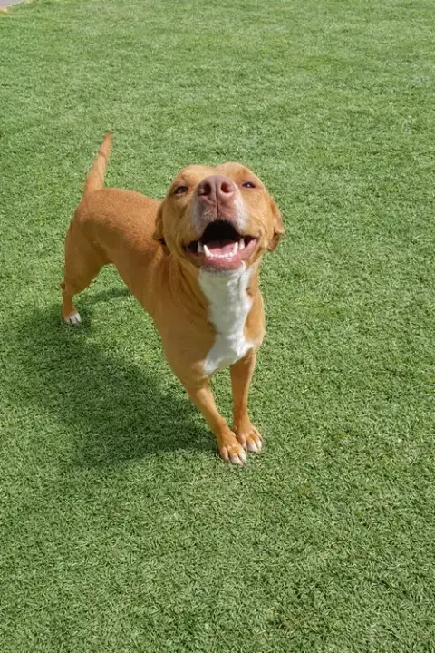 Maya