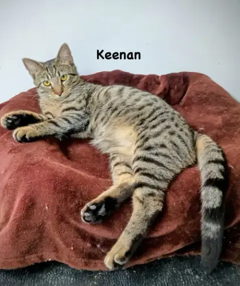 Keenan