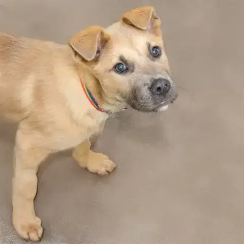 Tikki