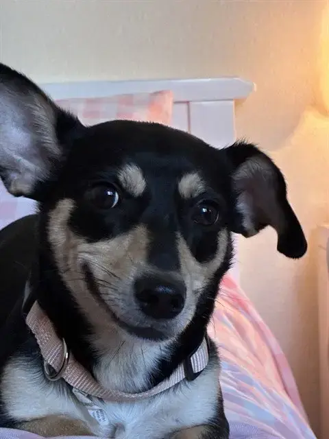 Ivy
