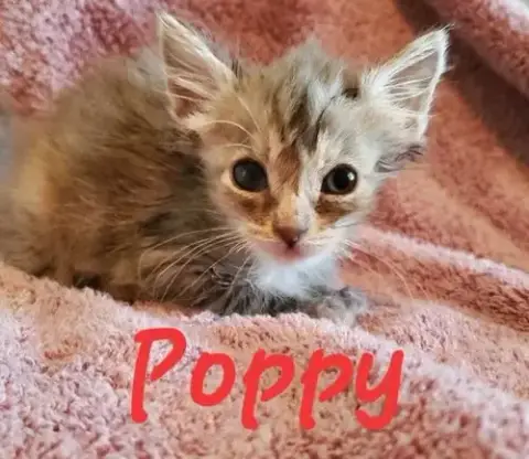 Poppy photo 3