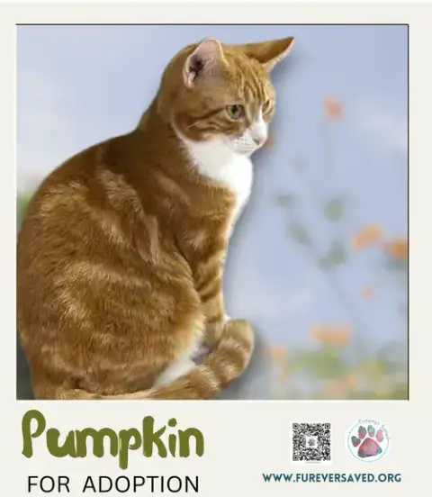 Pumpkin photo 2