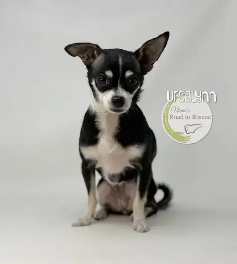 Ursalynn