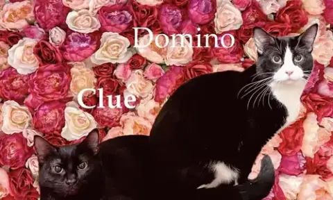 Clue