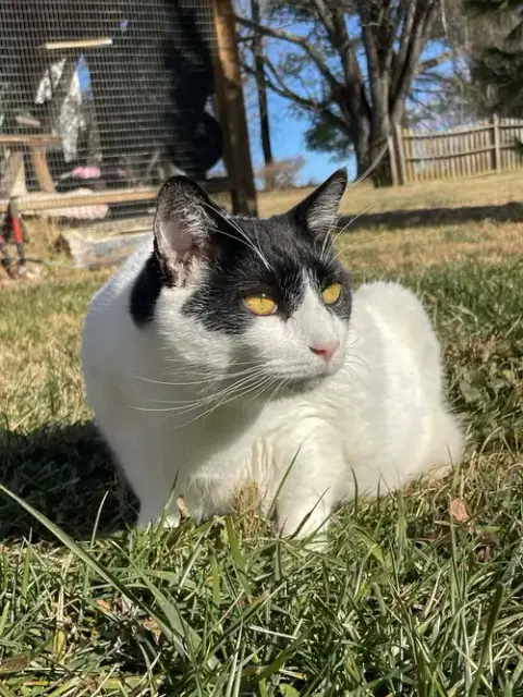 Figaro photo 2