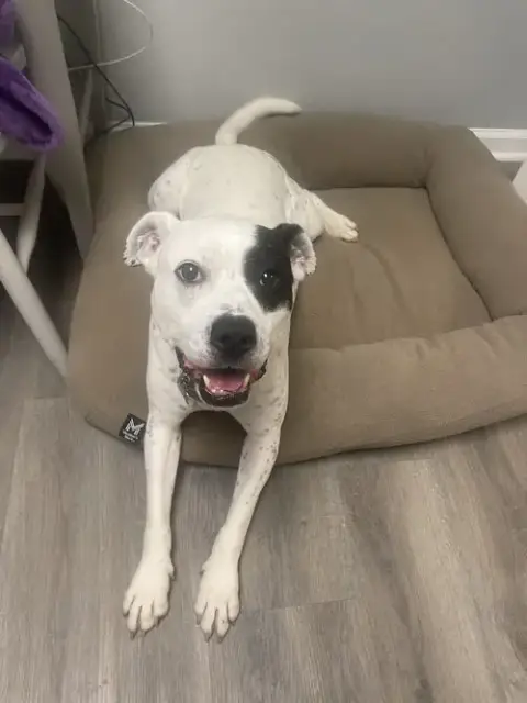 Remy