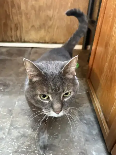 Bowie