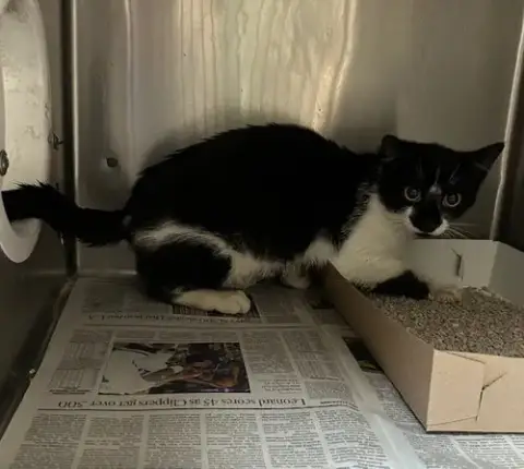 Zorro