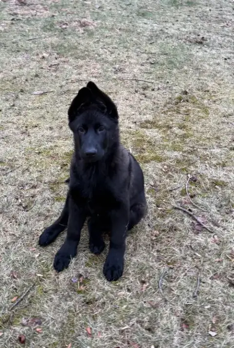Rufus photo 3