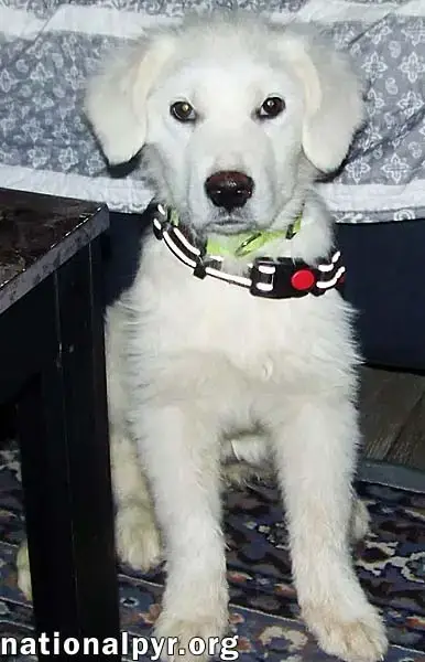 Maple In Nj photo 3