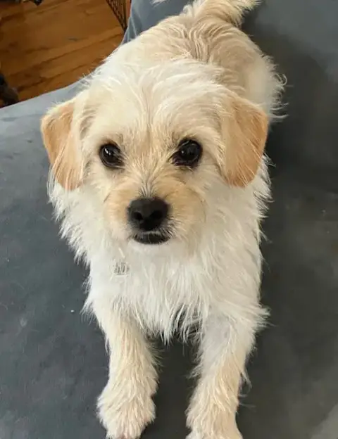 Phoebe