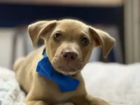 Taco