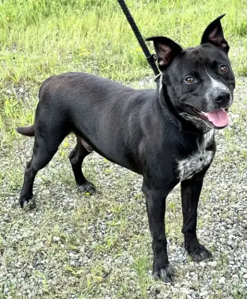 Louie photo 3