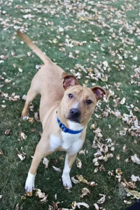Boomer Jr photo 3
