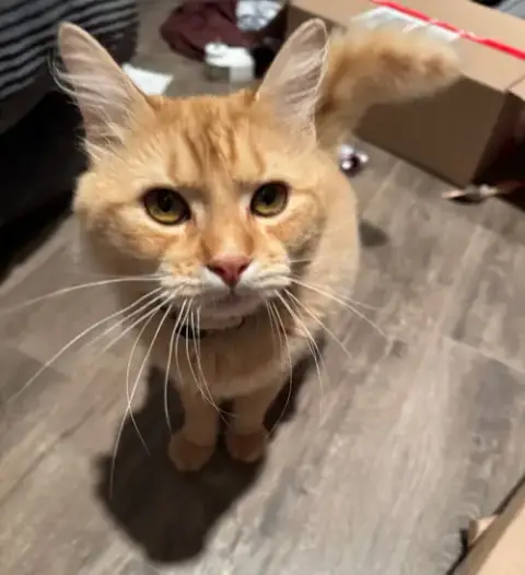 Flynn