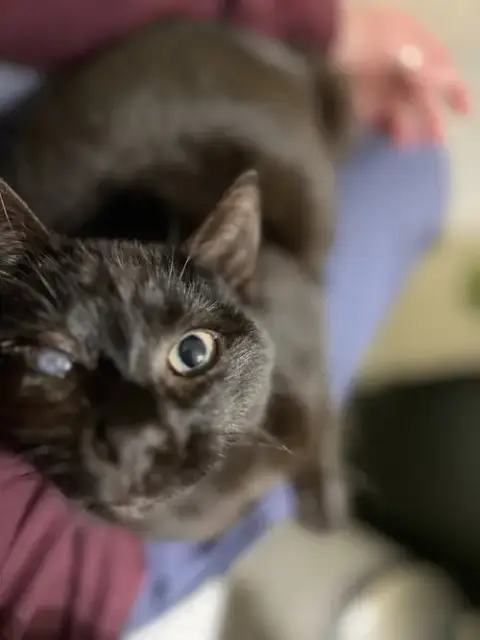 Mad Eye Meowdy photo 3