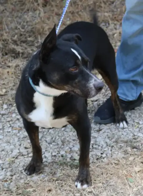Brutus photo 4
