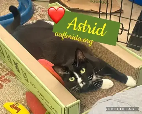 Astrid photo 2