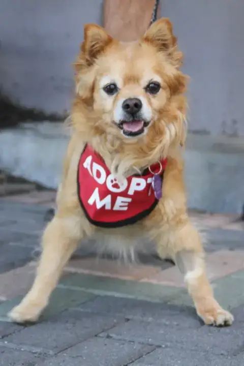 Darling Dexter photo 4