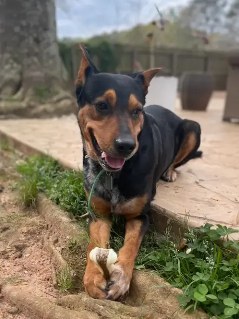 Tyson photo 3