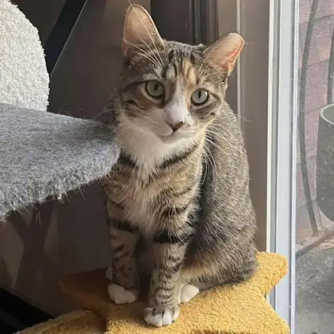 Daisy