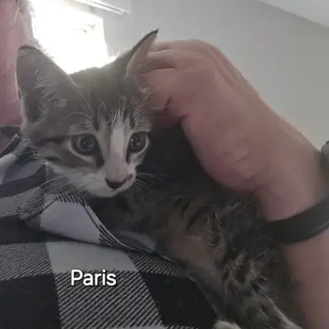 Paris photo 3