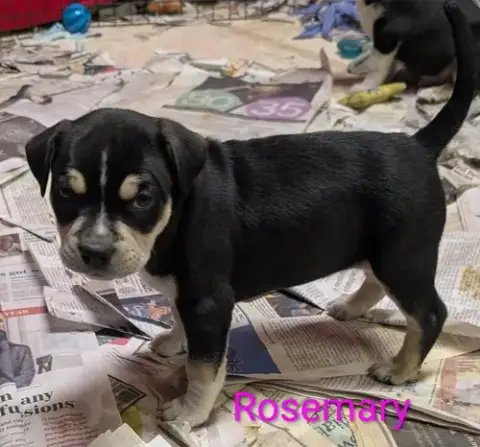 Rosemary photo 4