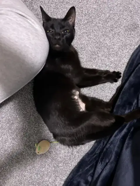Khaleesi photo 5