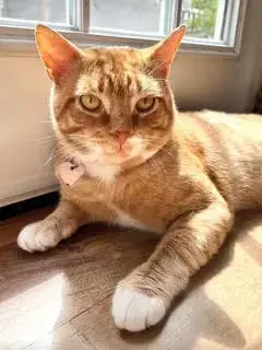 Romi