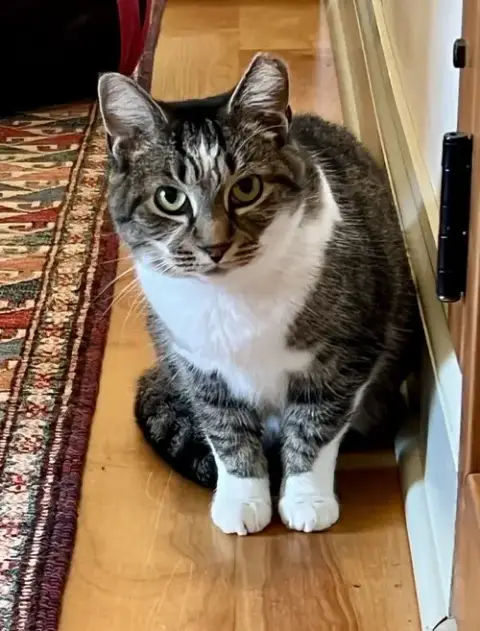 Maggie: Barn Cat photo 3