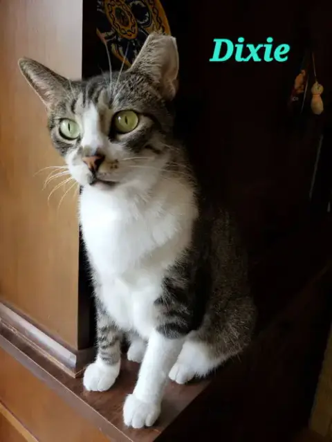 Dixie photo 2