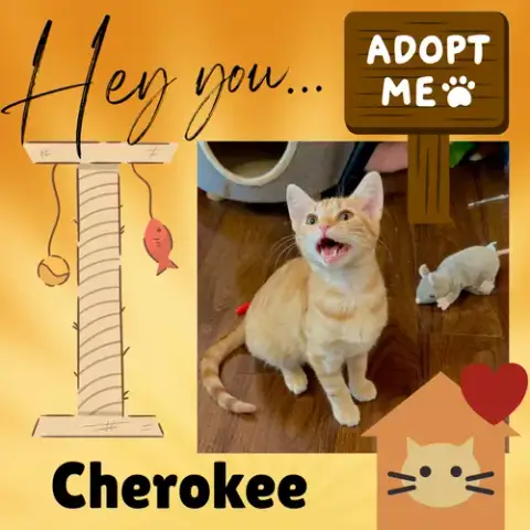 Cherokee