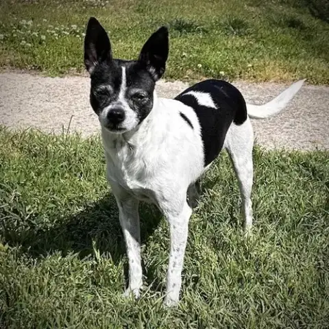 Millie