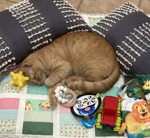 Cheeto3 photo 5