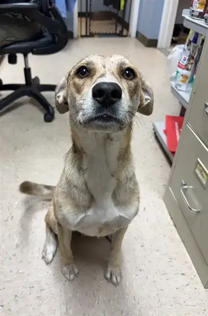Penny