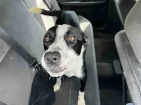 Rosie