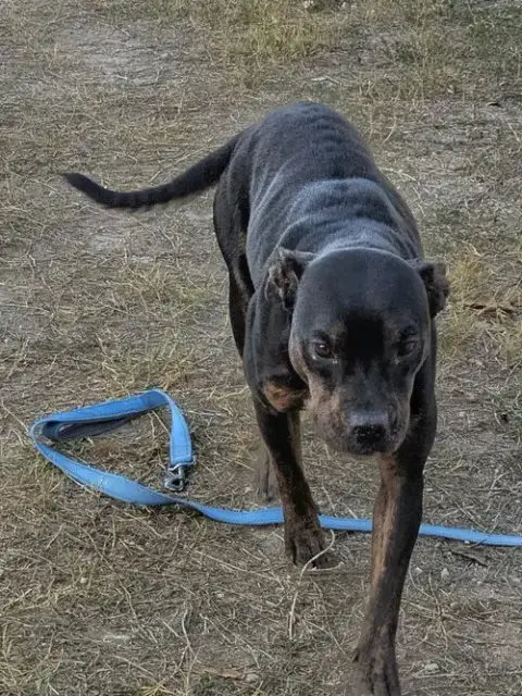 Bella