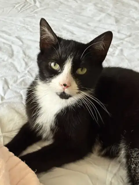 Dottie