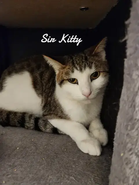 Sir Kitty photo 2