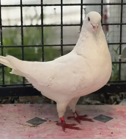 Chai