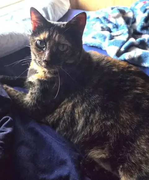 Cinnamon Toast